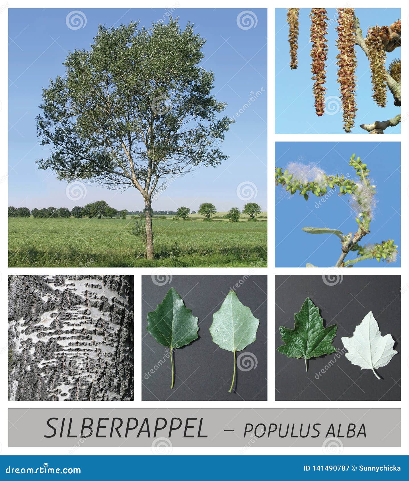 Тополь белый (Populus Alba) плоды